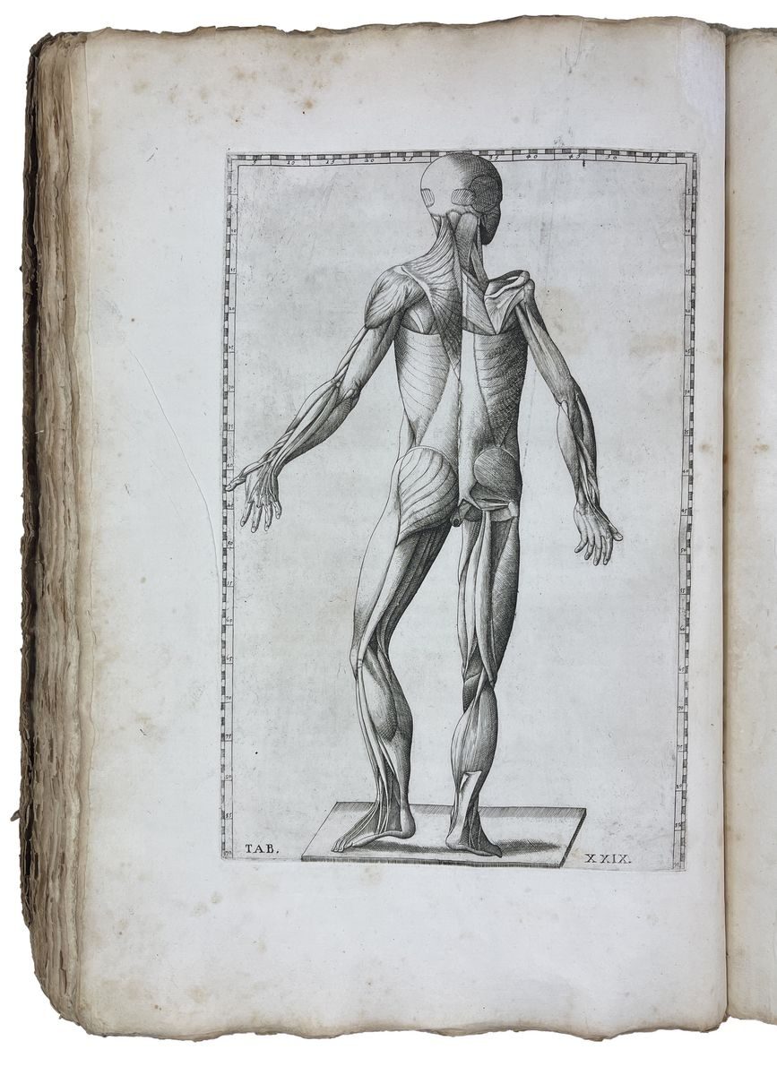 A muscle figure, cut into copper: no landscape, no ornament, only the body inside a measuring frame.
