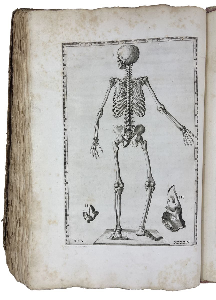 A skeleton held in the same graduated frame, located by number rather than by label.