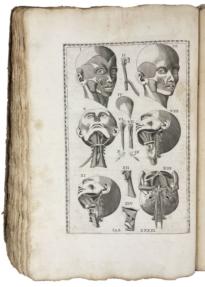 The teeth and the bones of the skull: Eustachi gave the first detailed study of the teeth.