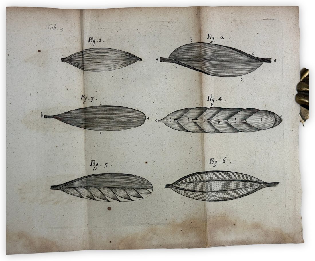 Tractatus de Corde — 6