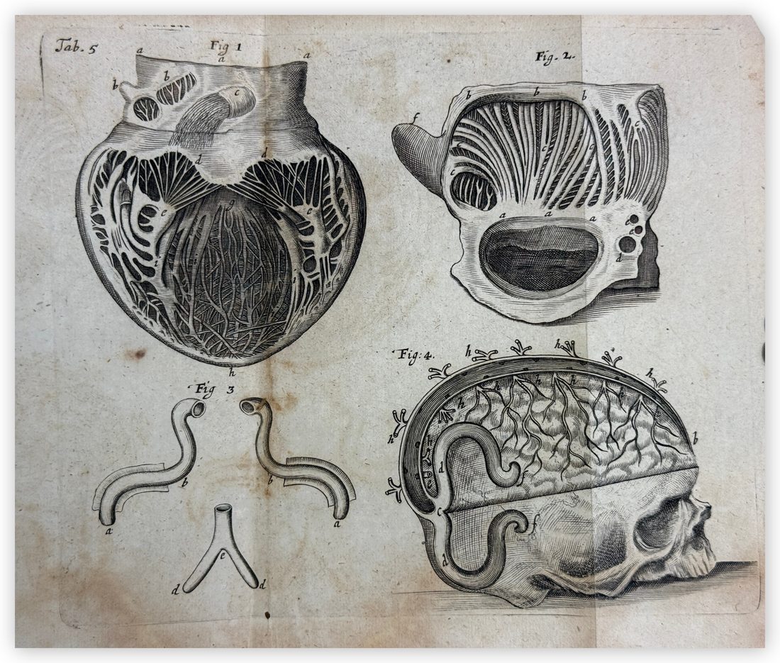 Tractatus de Corde — 8