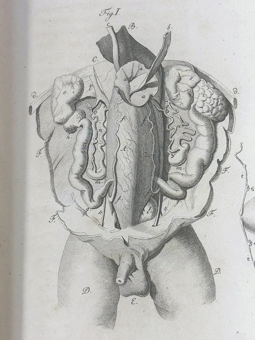 De Hermaphroditorum Natura