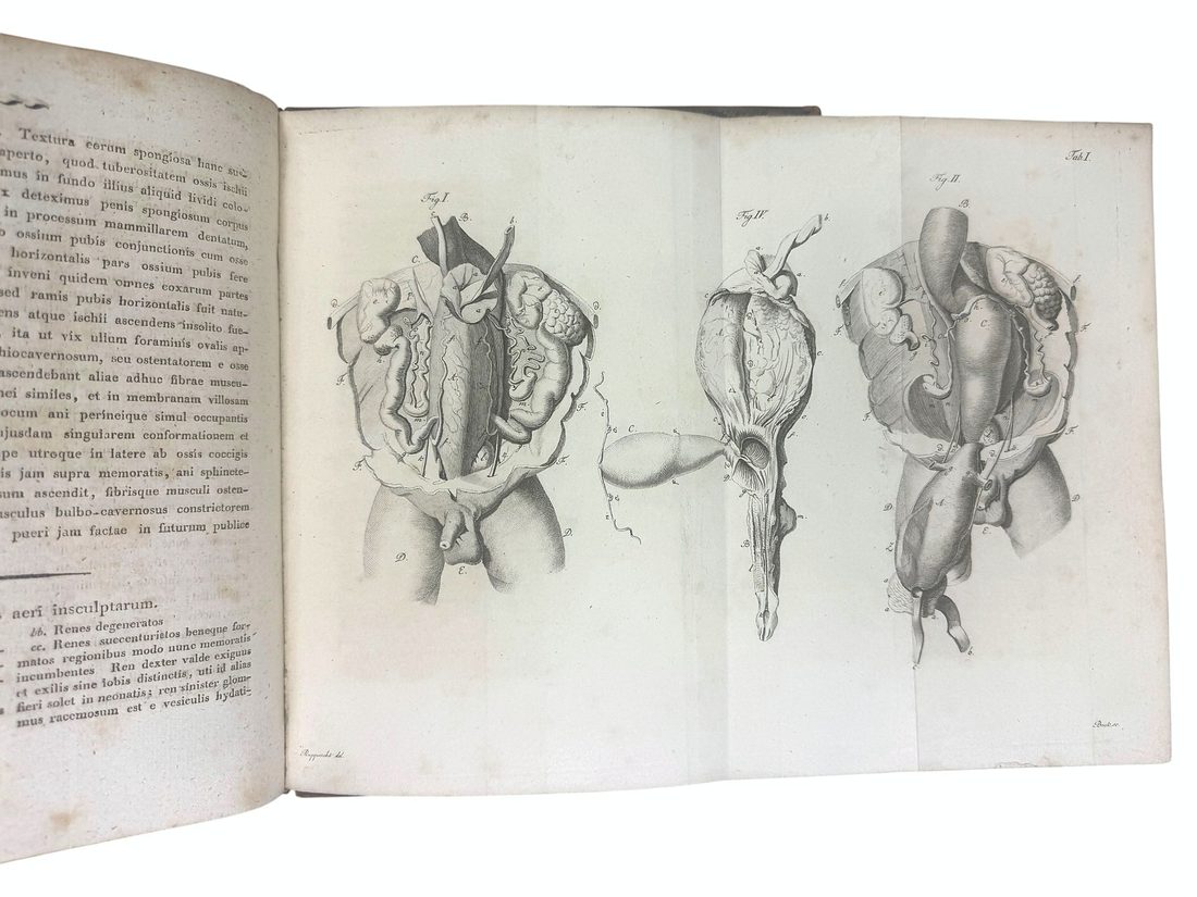 De Hermaphroditorum Natura — 11