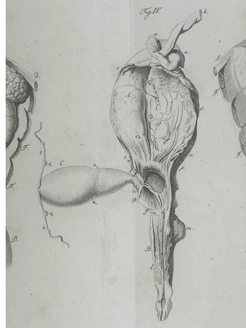 De Hermaphroditorum Natura — 12