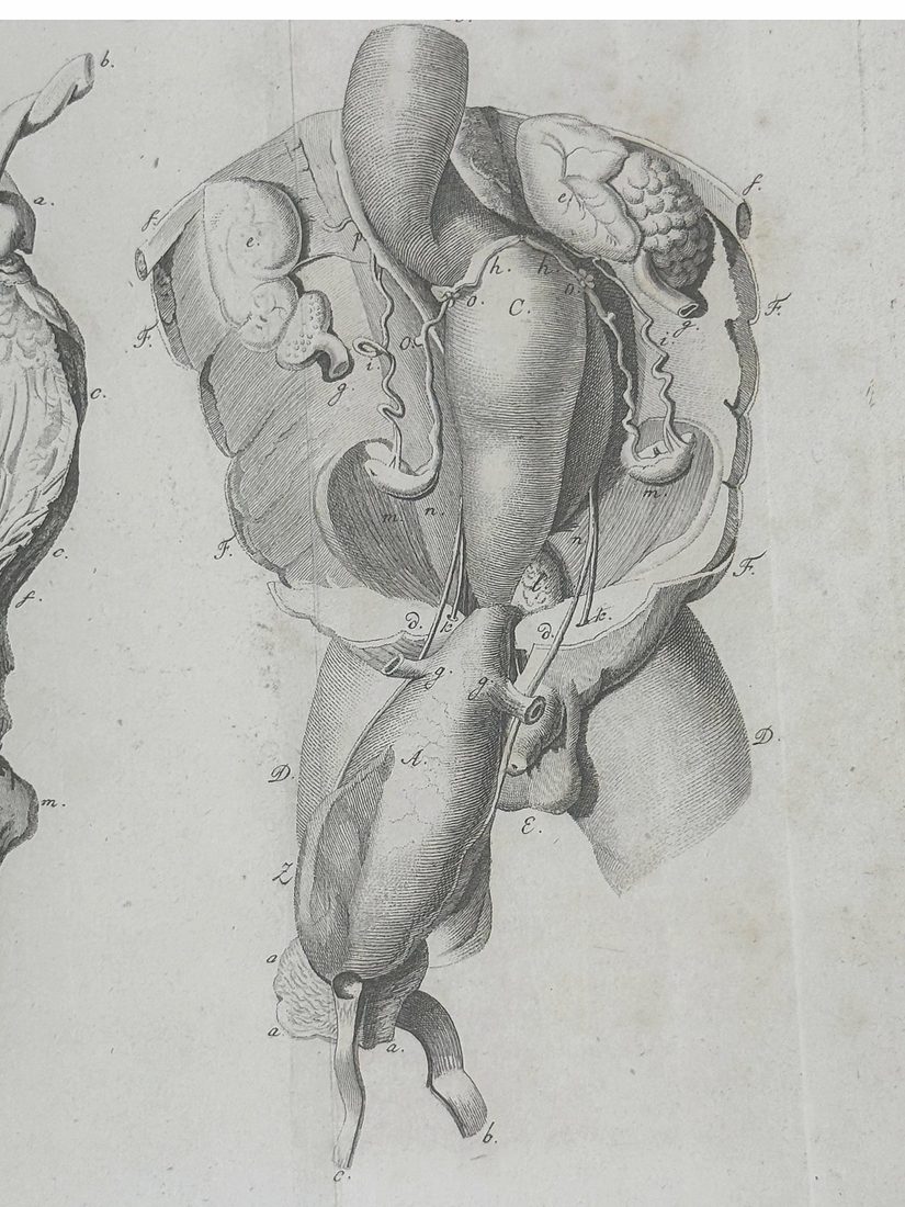 De Hermaphroditorum Natura — 13