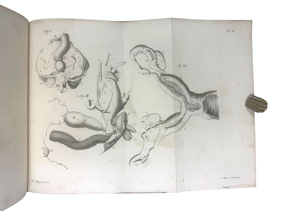 De Hermaphroditorum Natura — 14