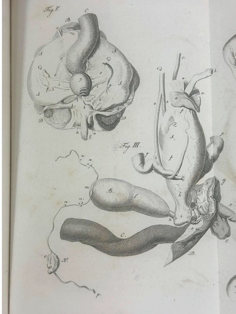 De Hermaphroditorum Natura — 15