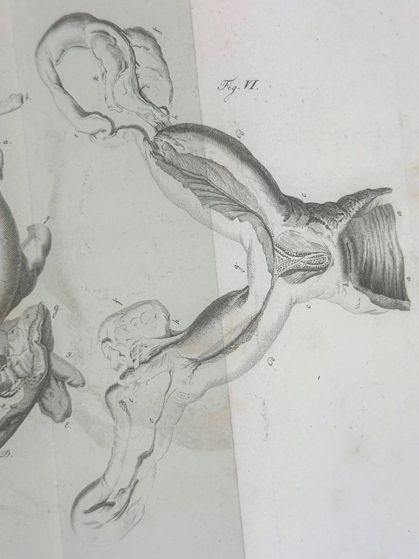 De Hermaphroditorum Natura — 16