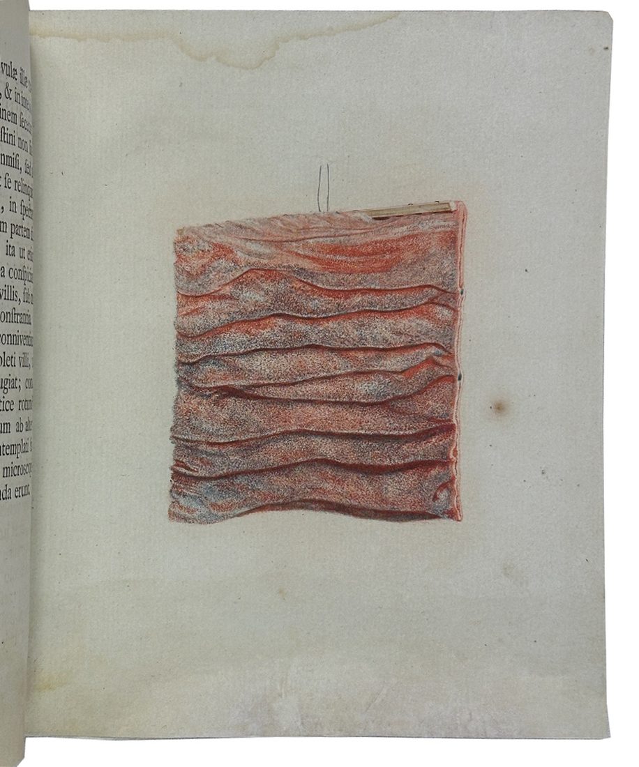 Icon tunicæ villosæ intestini duodeni — 1